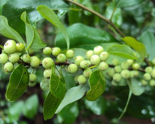 commiphora-mukul