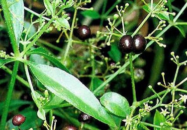 manjistha-Rubia-cordifolia